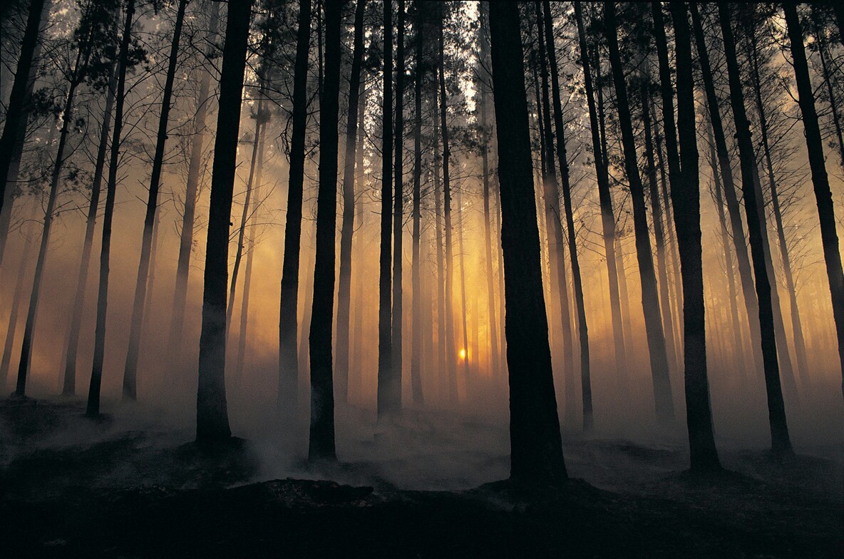 A misty forest at sunrise with tall tree trunks silhouetted against golden light filtering through fog, symbolizing both struggle and hope in healing. (From Unsplash+.)