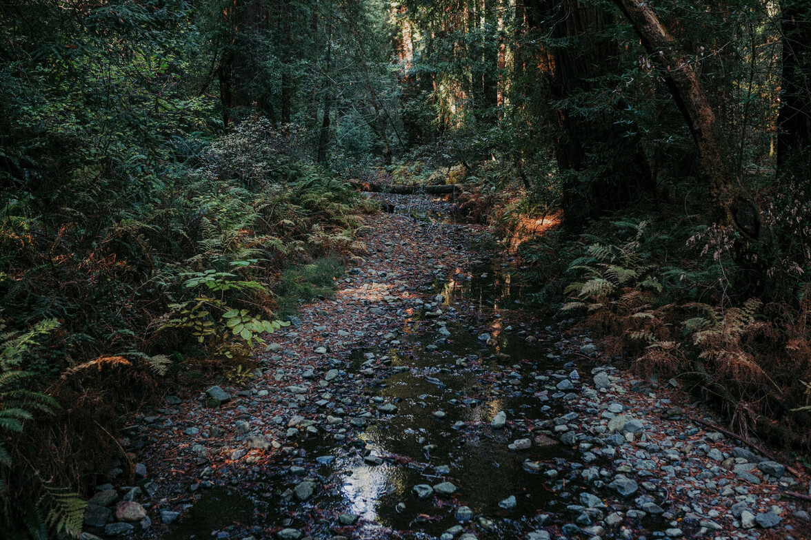landscape photo with shallow stream through the dark forest.